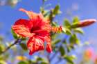 Red Hibiscus flower, in the mallow family, Malvaceae. Greece, Crete, Chania. Aptera. Art Print